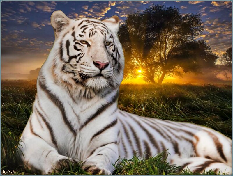 White Tiger in Grass — Serene