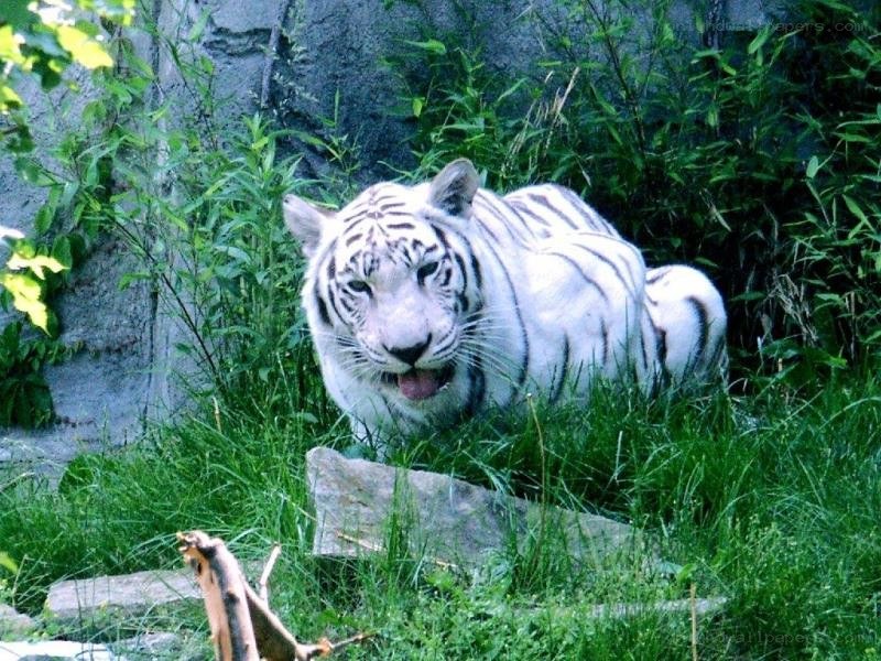 White tiger in grassy enclosure