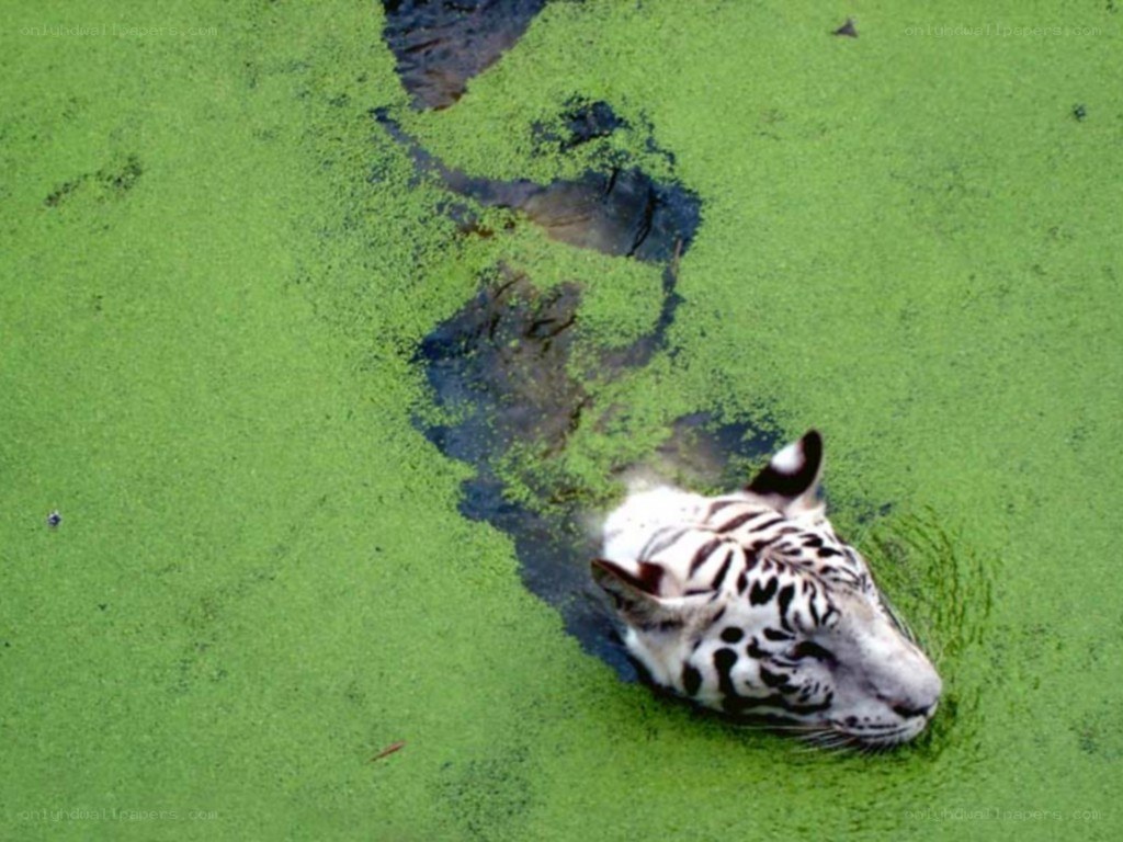 White tiger in green water