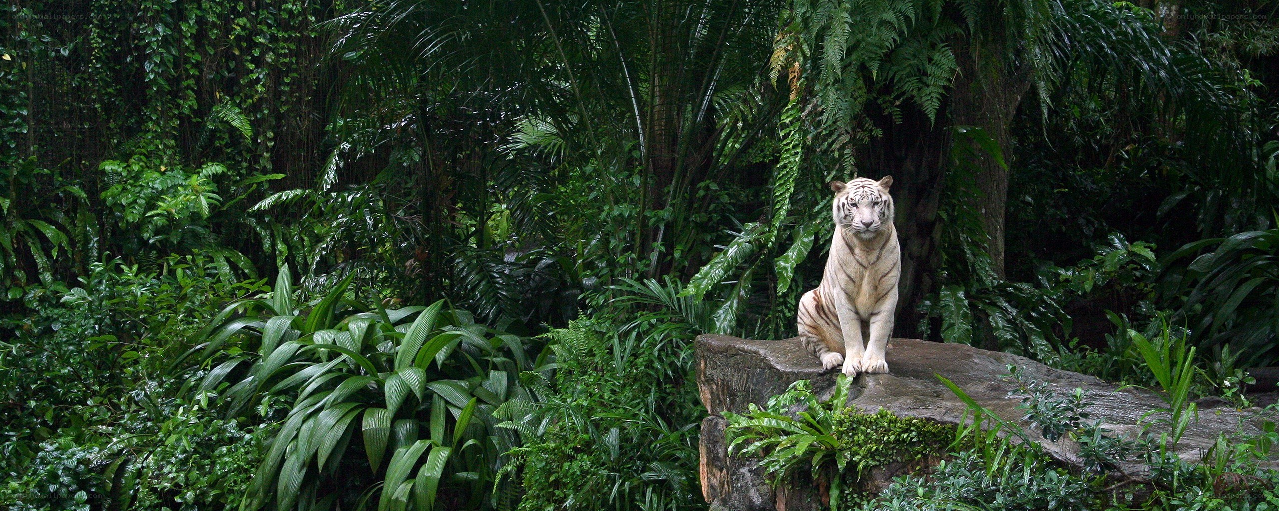 White tiger in jungle