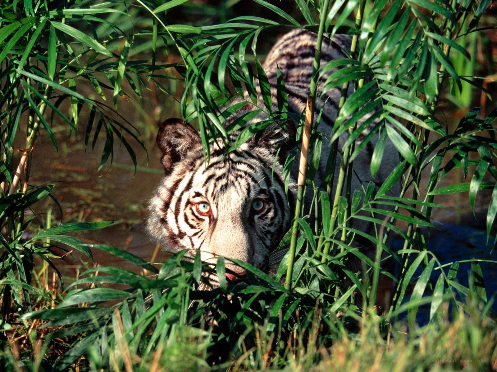 White tiger in jungle foliage