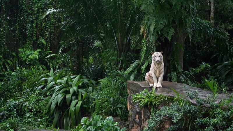 White Tiger in Jungle — Green