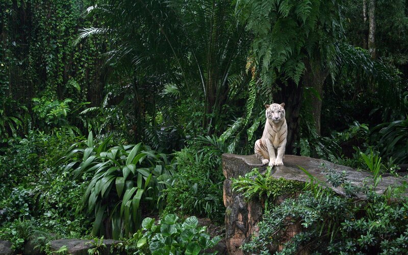 White tiger in jungle habitat