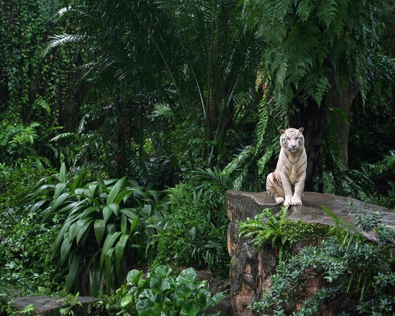 White tiger in jungle habitat