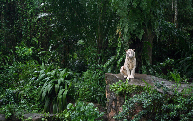 White tiger in jungle habitat
