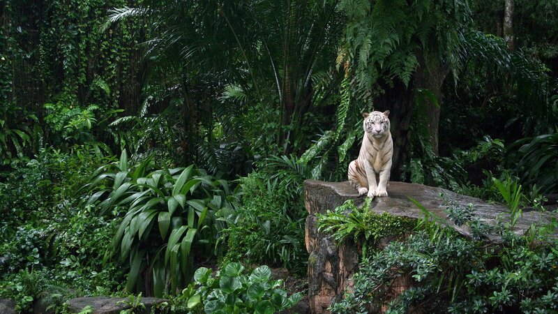 White tiger in jungle habitat