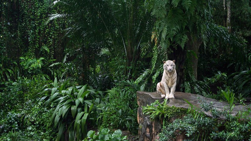 White tiger in jungle habitat