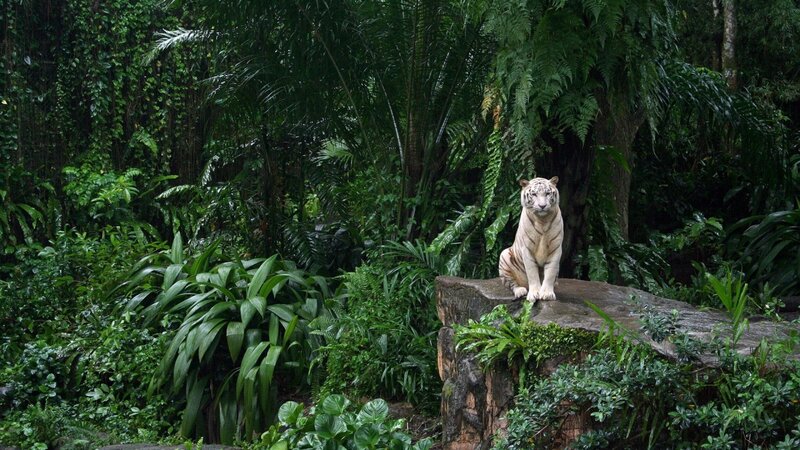 White tiger in jungle habitat