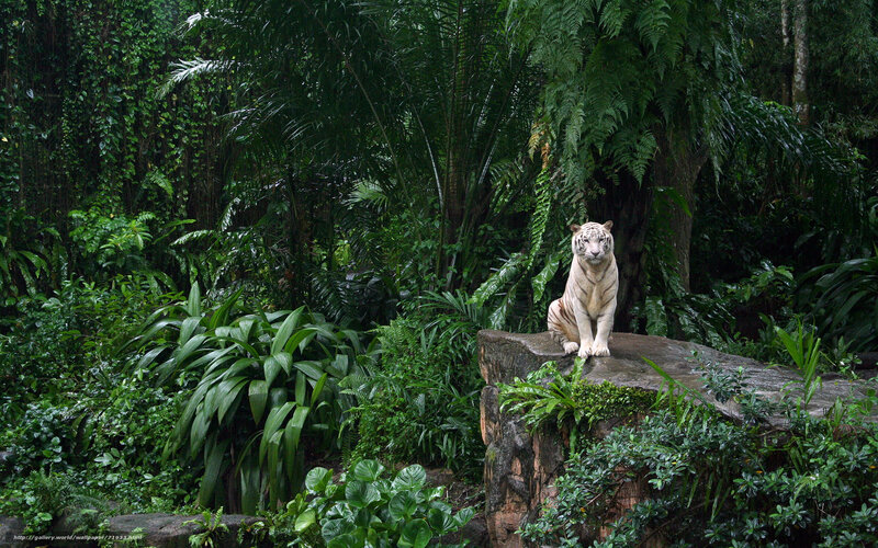 White tiger in jungle habitat