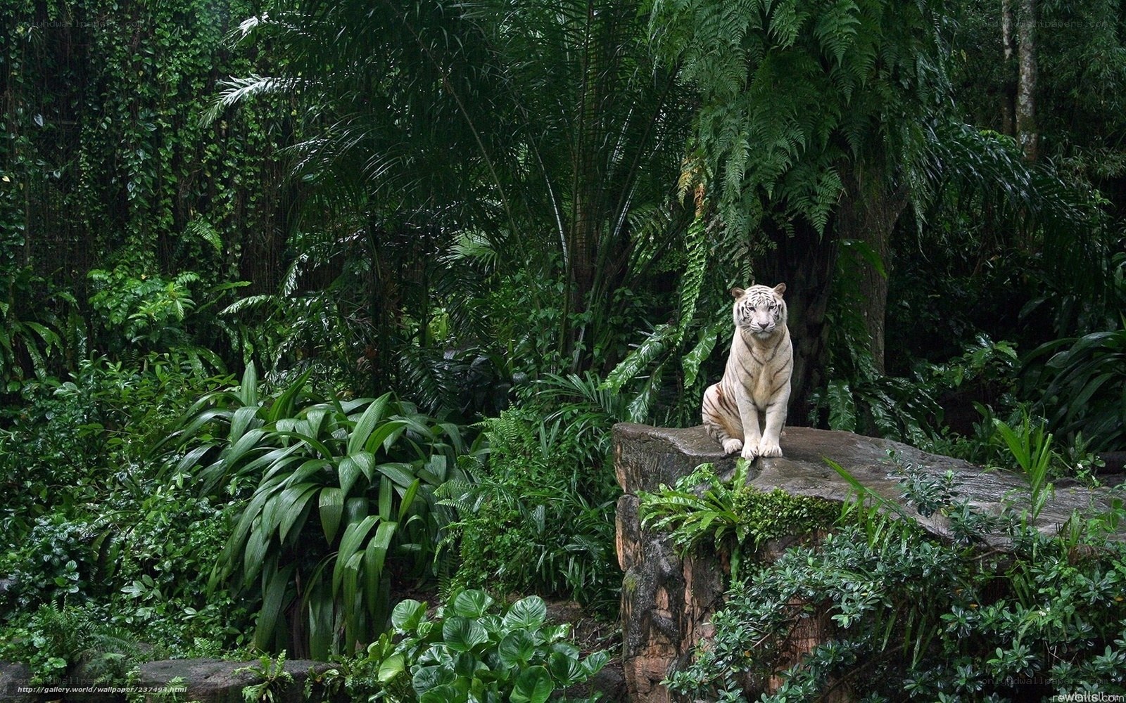 White tiger in jungle