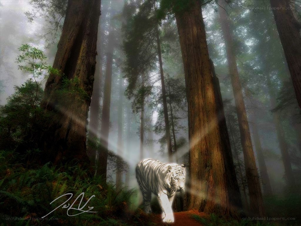 White tiger in misty forest