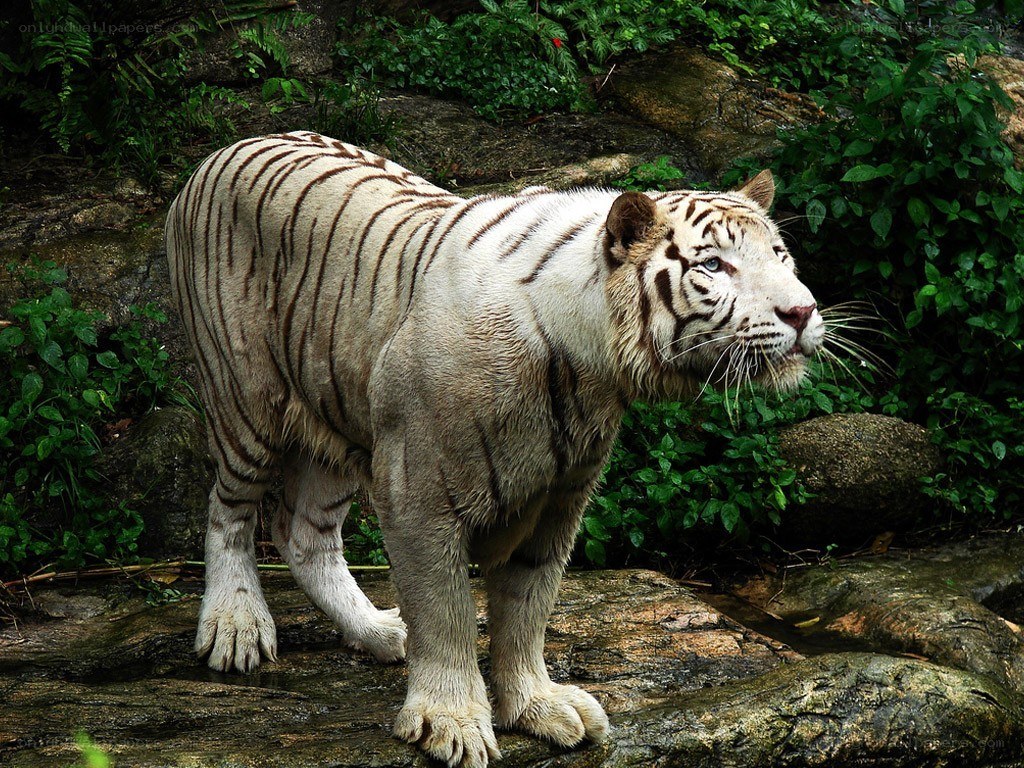 White tiger in natural habitat