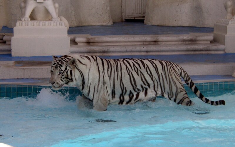 White Tiger in Pool — Blue