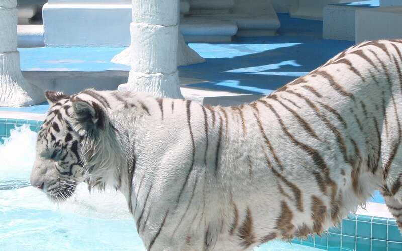White Tiger in Pool — Calm, Afternoon