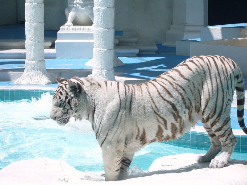 White Tiger in Pool — Calm