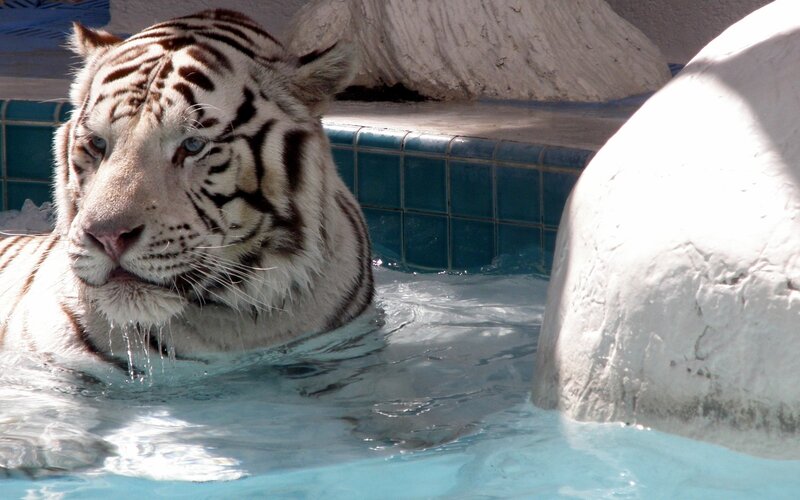 white tiger in pool