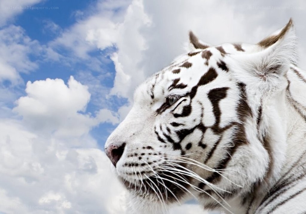 white tiger in profile