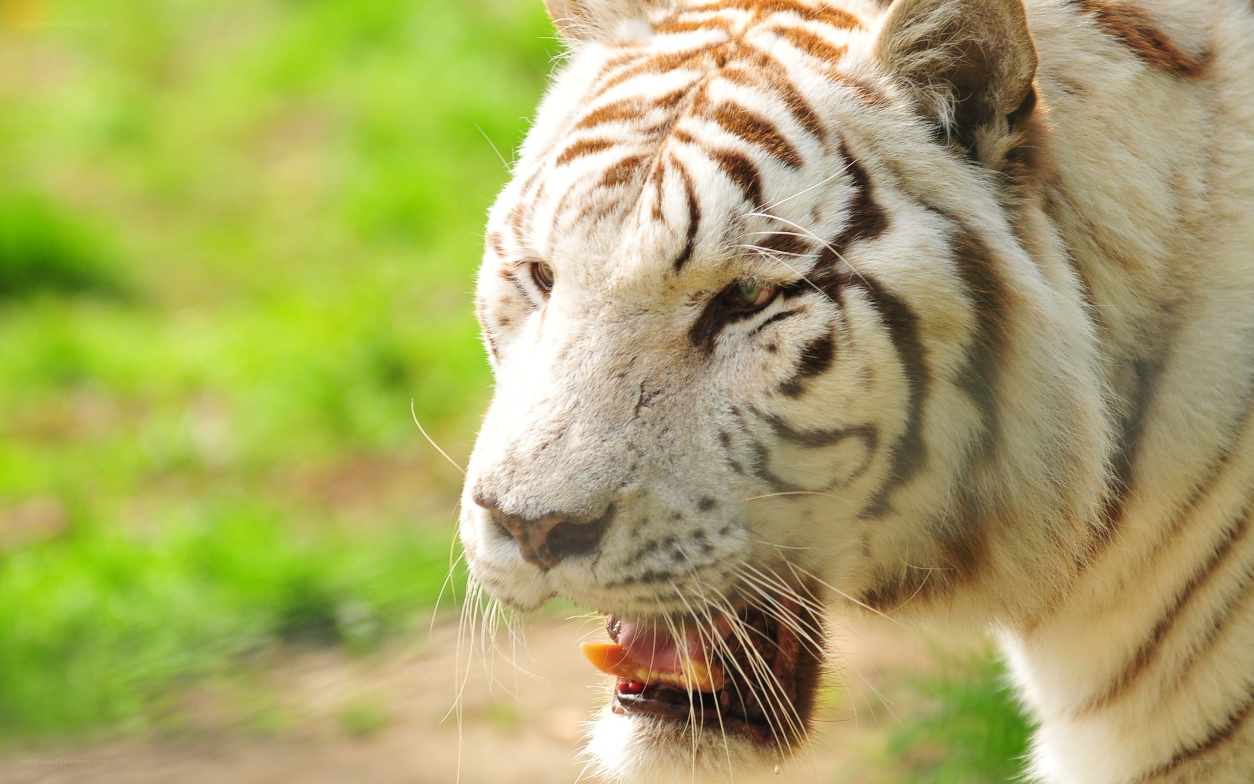 white tiger in profile