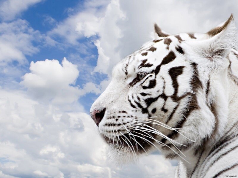 white tiger in profile
