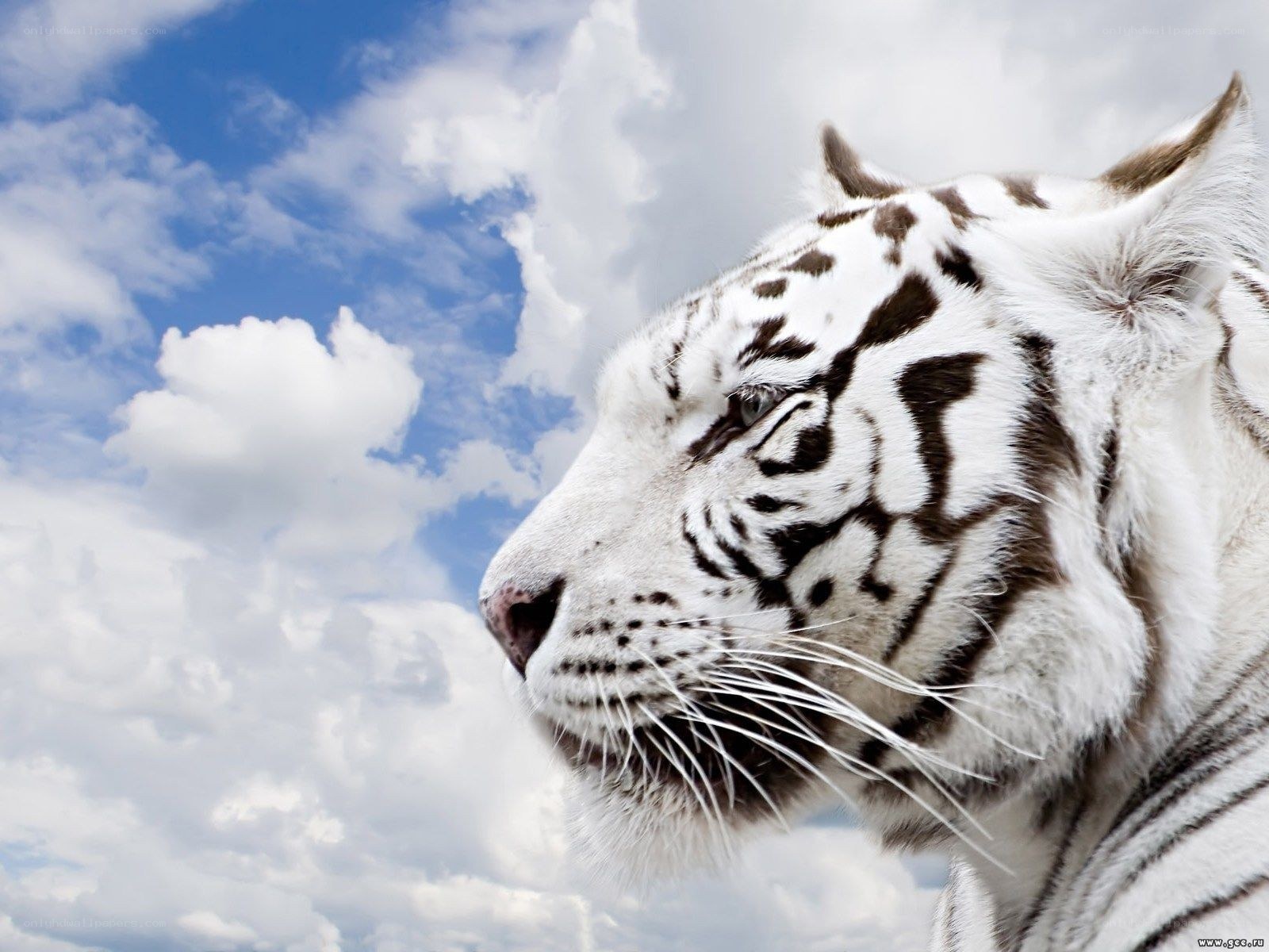 white tiger in profile