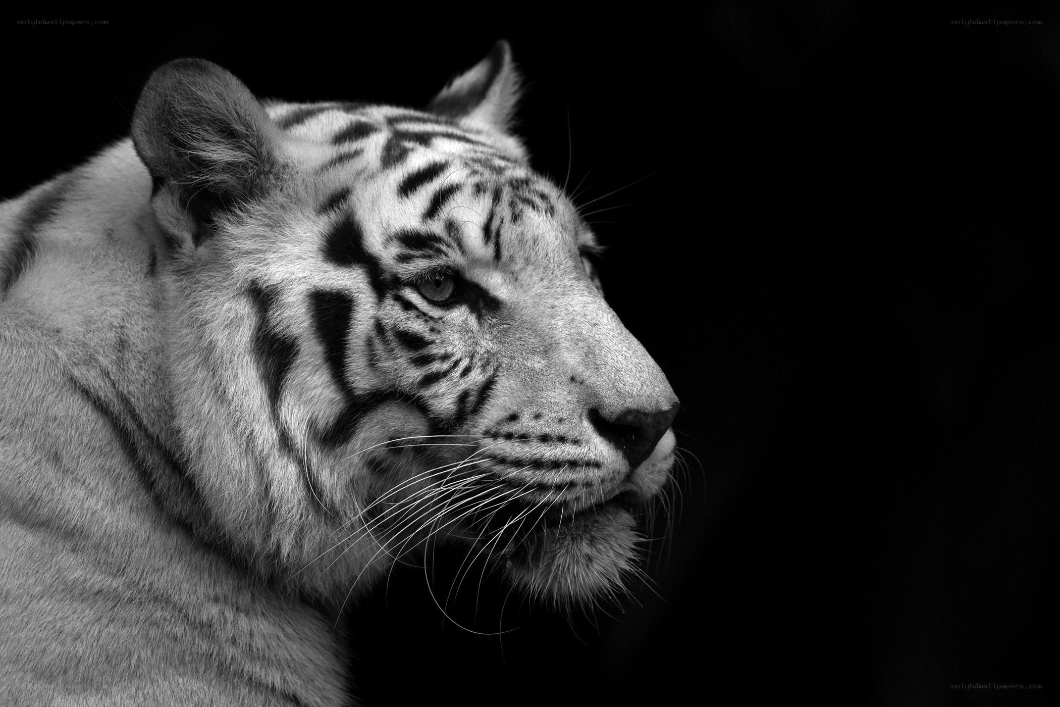 white tiger in profile