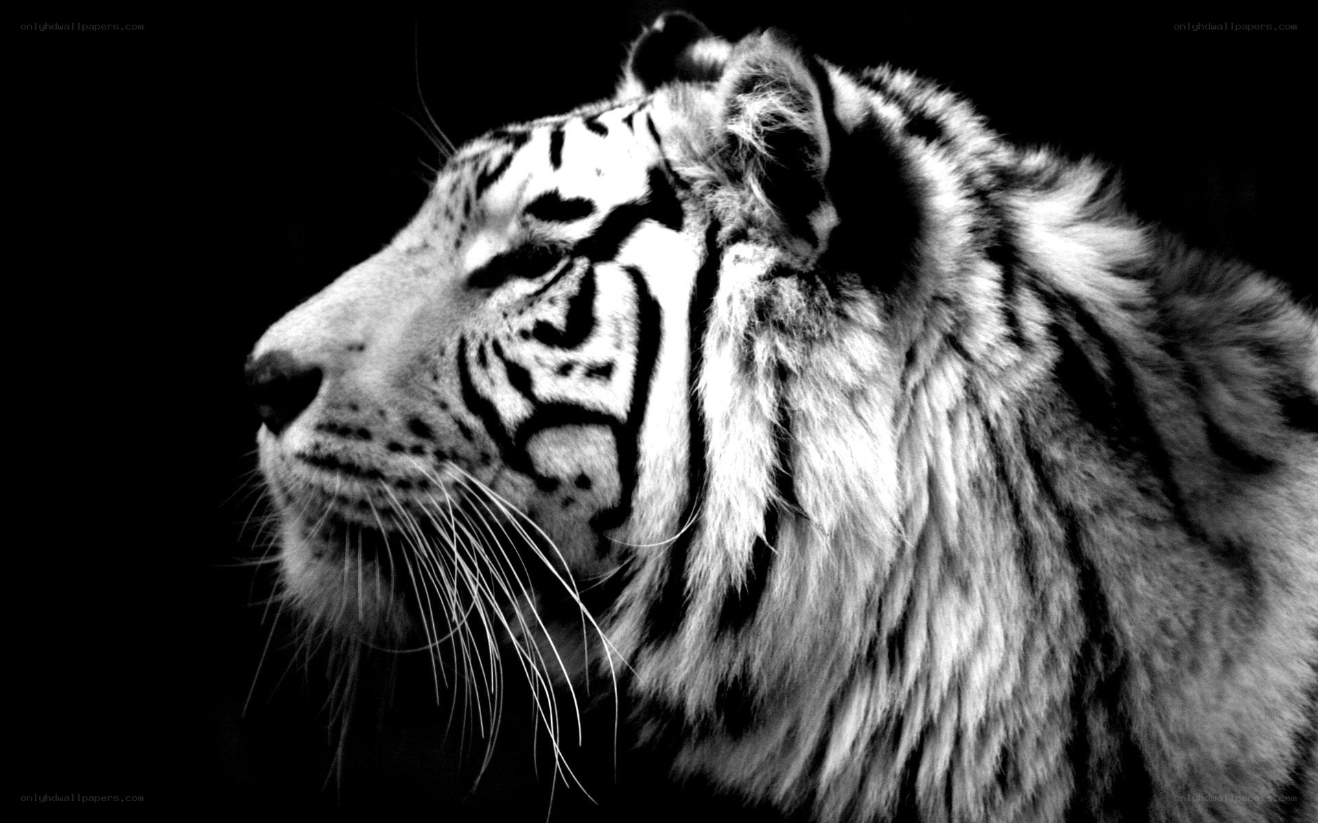 white tiger in profile