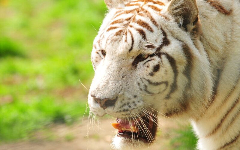 white tiger in profile