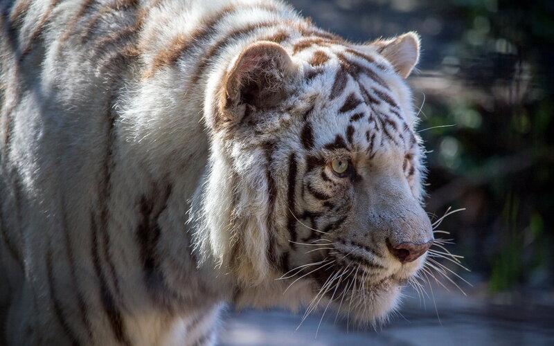 White Tiger in Profile — Alert