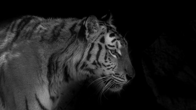 White Tiger in Profile — Black, Dramatic, Night