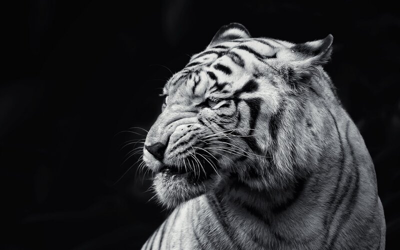 White Tiger in Profile — Black, Dramatic, Photograph, Whiskers