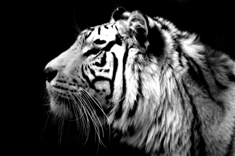 White Tiger in Profile — Black, Dramatic