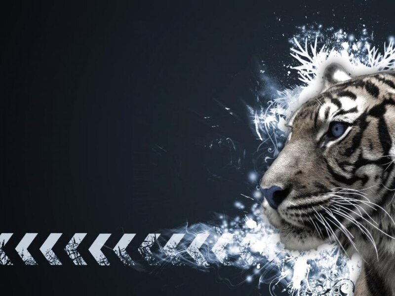 White Tiger in Profile — Black