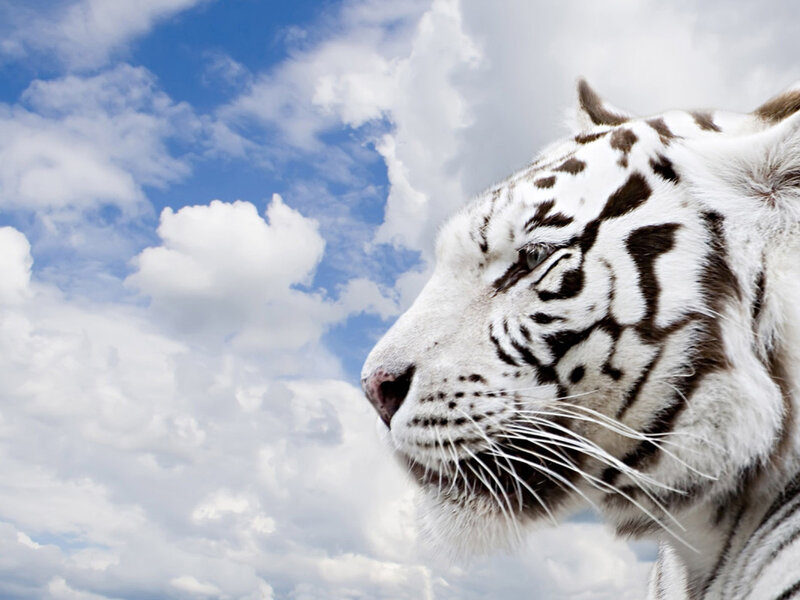 White Tiger in Profile — Calm, Photograph