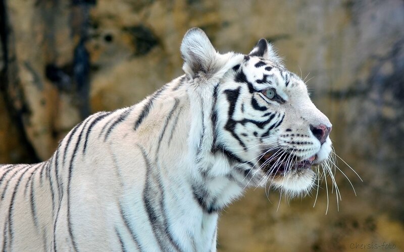 White Tiger in Profile — Calm, Photograph, Whiskers, Rocky Background