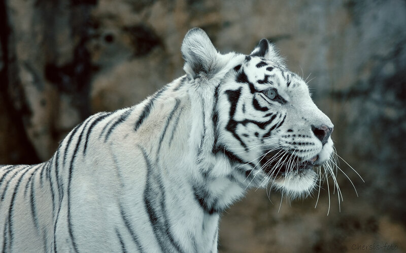White Tiger in Profile — Calm, Photograph, Whiskers