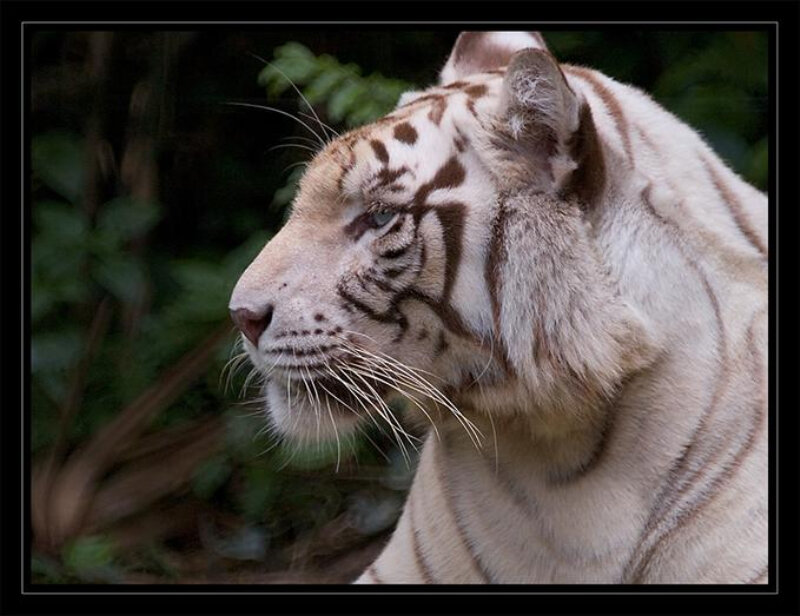 White Tiger in Profile — Calm