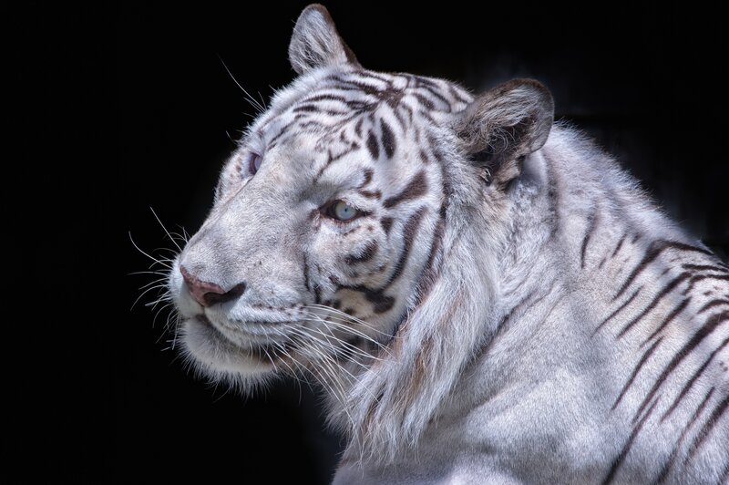 White Tiger in Profile — Dramatic, Photograph