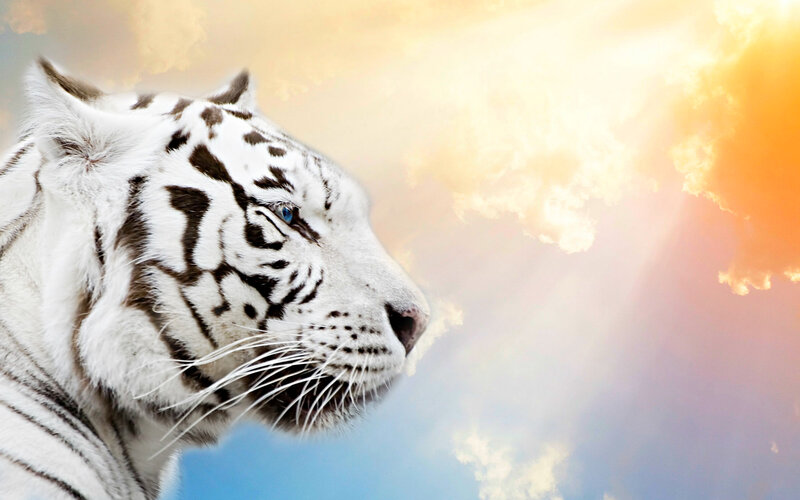 White Tiger in Profile — Dramatic