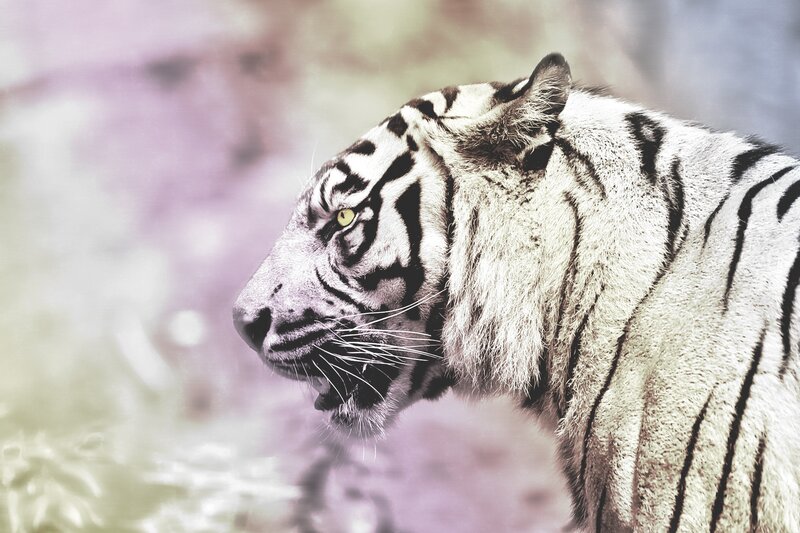 White Tiger in Profile — Intense