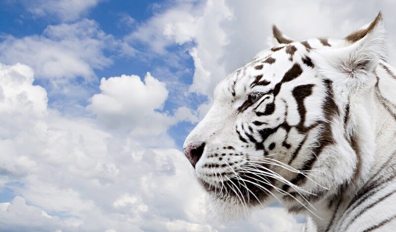 White Tiger in Profile — Serene