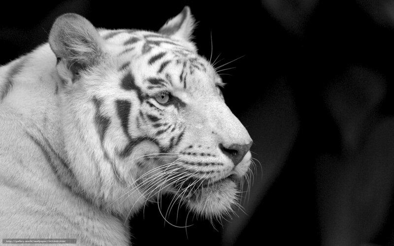 white tiger in profile