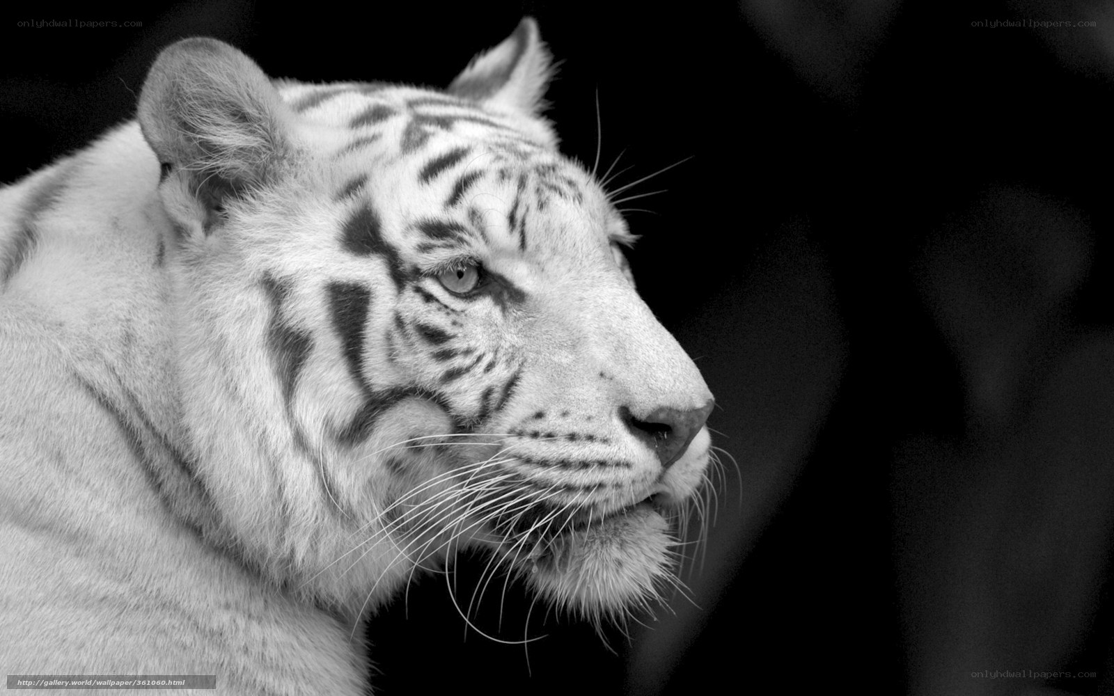 white tiger in profile