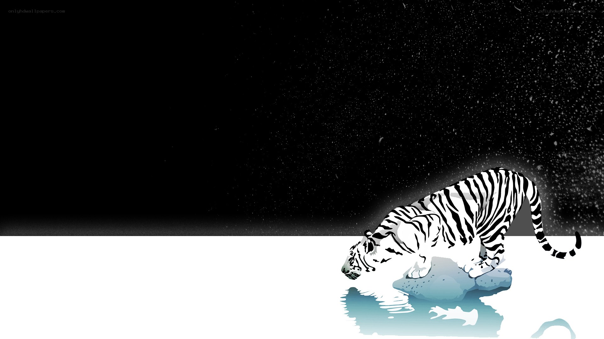 white tiger in snow