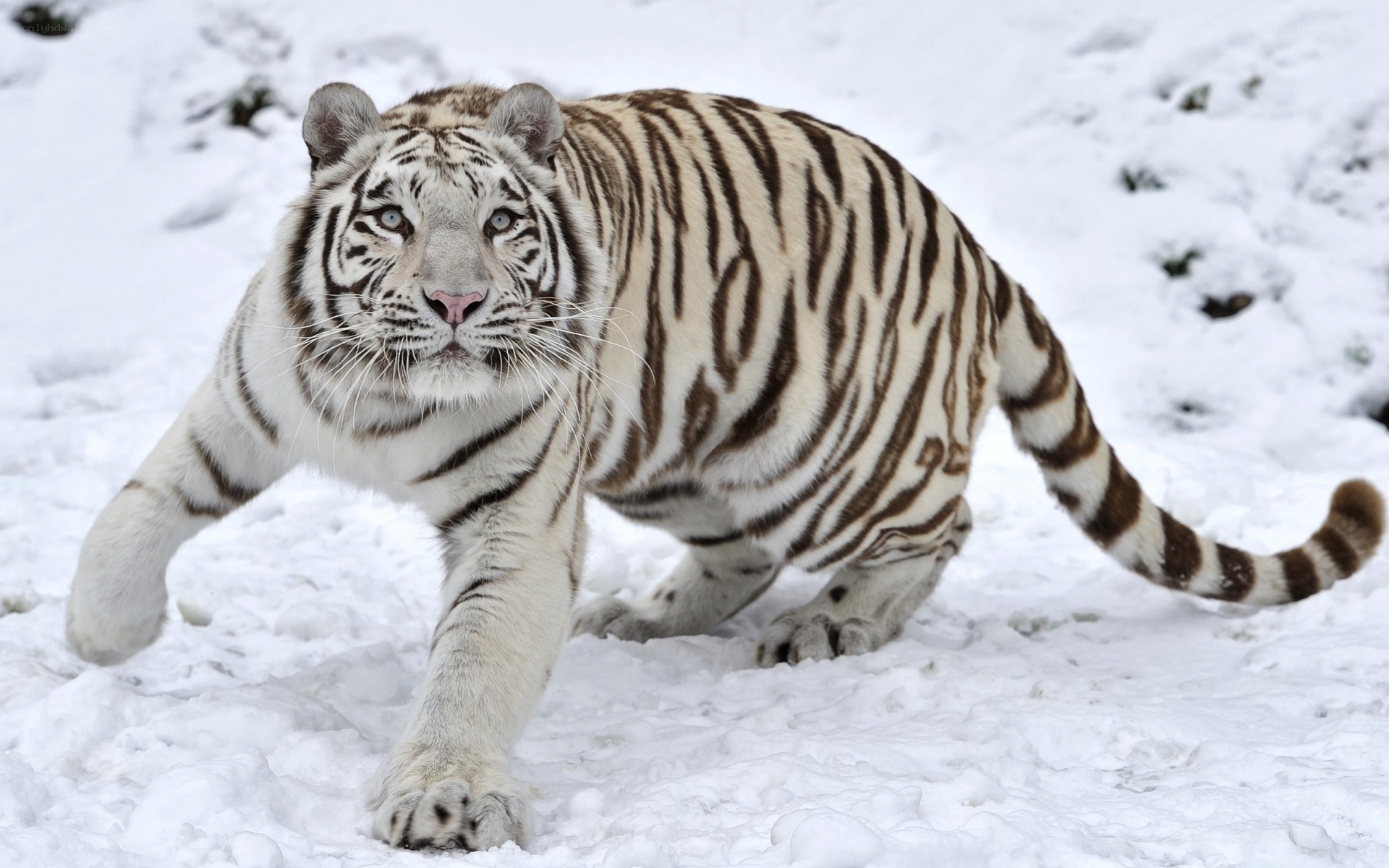 White tiger in snow