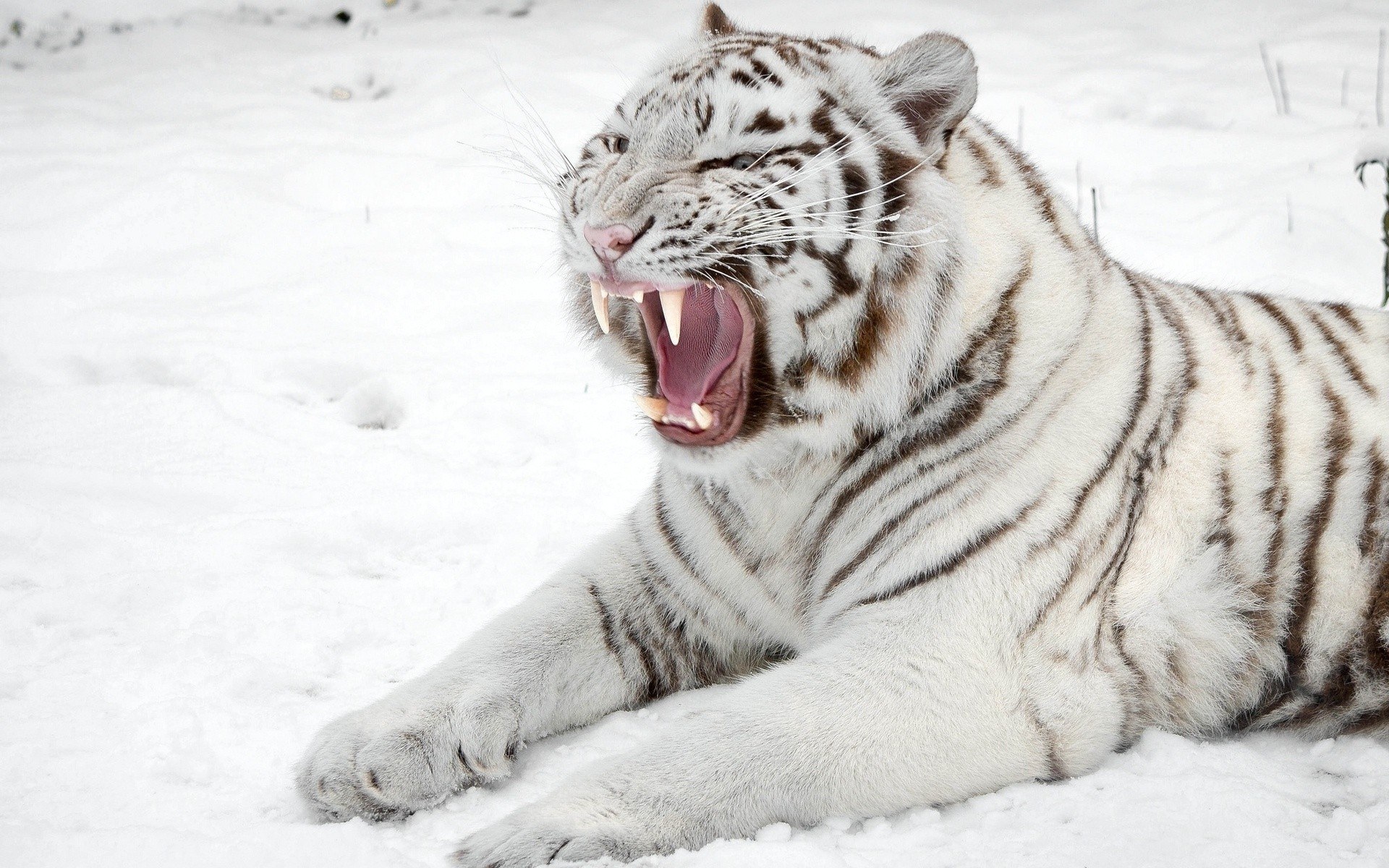 White tiger in snow
