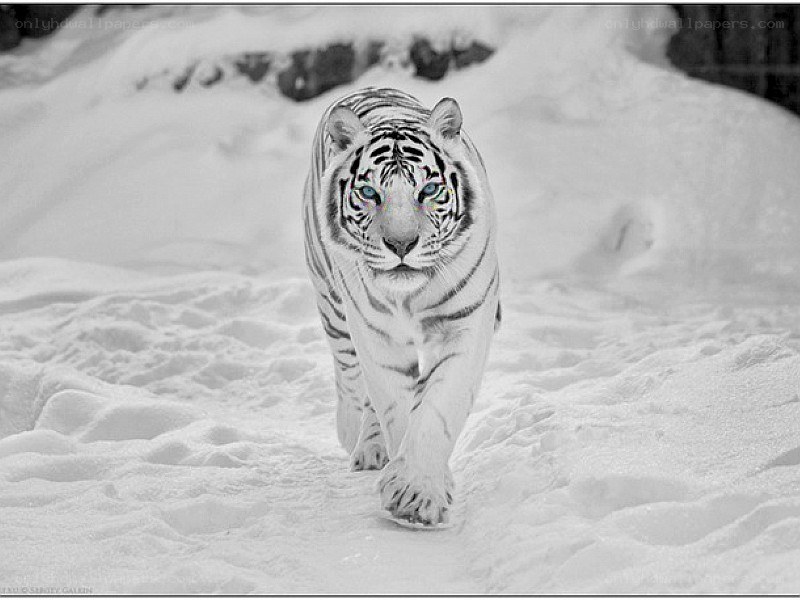 white tiger in snow
