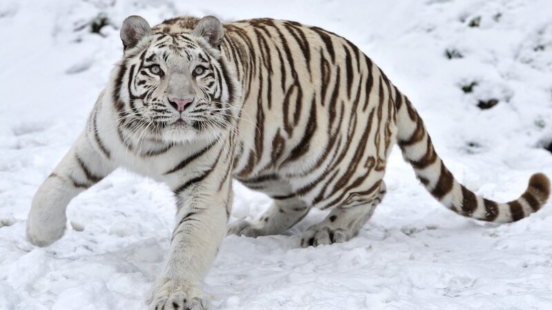 White Tiger in Snow — Alert