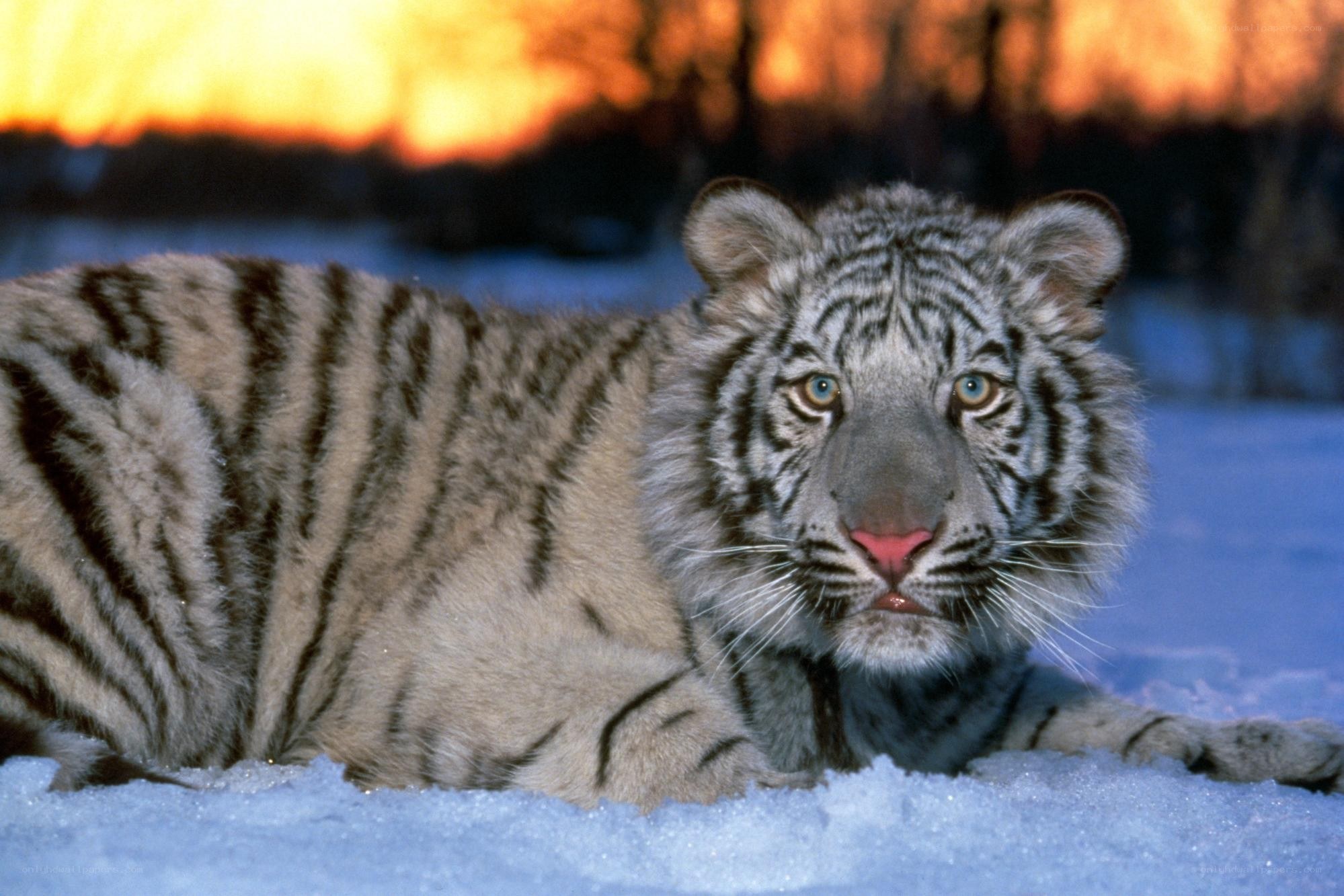 White tiger in snow at sunset