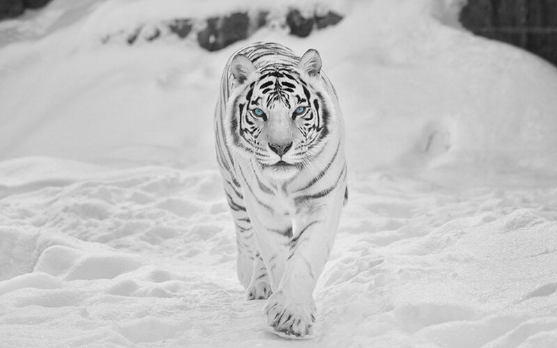 White Tiger in Snow — Black, Dramatic