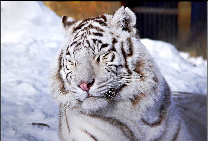 White Tiger in Snow — Calm